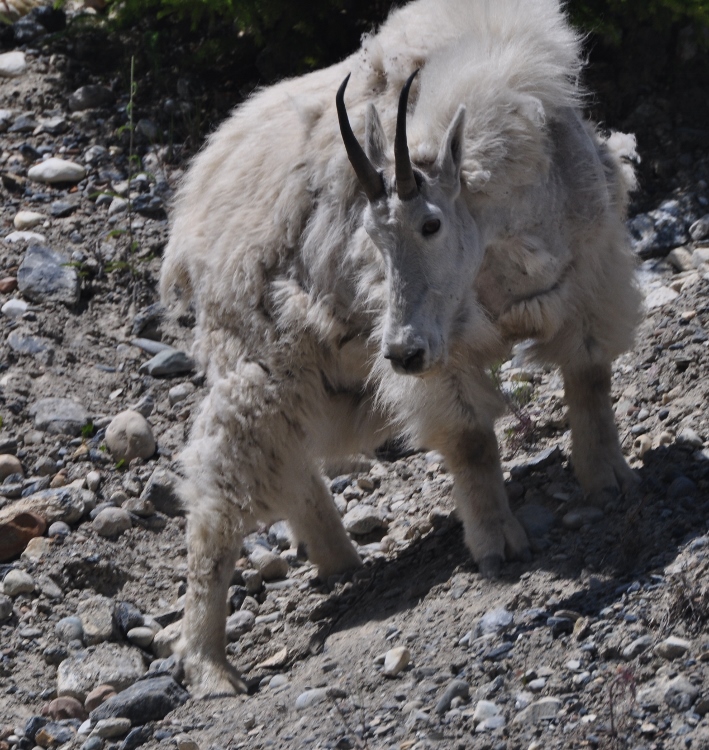 mountain goat
